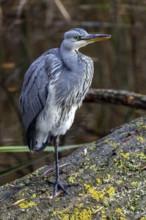 Grey heron (Ardea cinerea) sitting on a tree trunk, Fischland-Darß-Zingst, Baltic Sea,