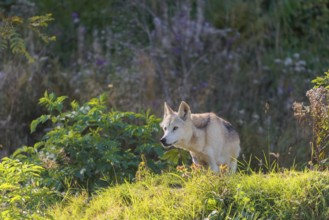 A timber wolf (Canis lupus lycaon) stands on a sunny day on its lookout in a clearing. NE USA