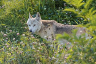 A timber wolf (Canis lupus lycaon) stands in backlight on a sunny day in dense green vegetation in
