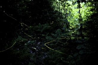 False firefly (Lamprohiza splendidula) Firefly, flying in search of mate, long exposure, stitched