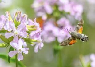 A dove tail (Macroglossum stellatarum) flies near pink flowers of soapwort (Saponaria officinalis)