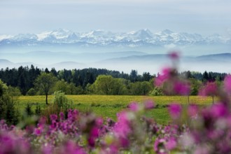 Flower meadow and Swiss Alps, near Höchenschwand, Black Forest, Southern Black Forest,