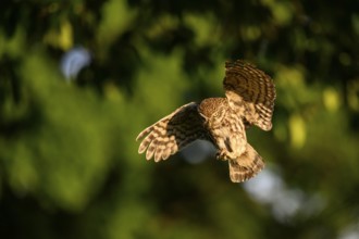 Little owl (Athene noctua), endangered species, owl, flying, Teutoburg Forest, Osnabrücker Land,