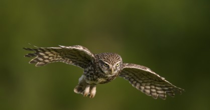 Steinkauz /Athene noctua) flying, departure from Zaunpfahl, Teutoburger Wald, Osnabrücker Land,