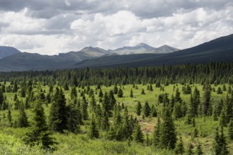 Taiga and tundra, mountain landscape of the Alaska Range with dramatic cloudy sky, Denali National