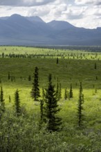 Taiga and tundra, mountain landscape of the Alaska Range with dramatic cloudy sky, Denali National