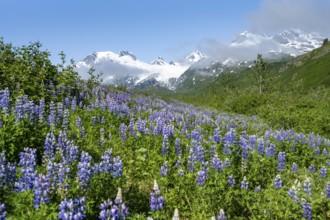 Picturesque landscape on the Richardson Highway, blooming Alaskan lupines (Lupinus nootkatensis),