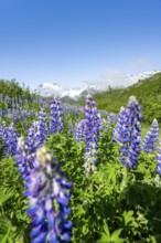 Picturesque landscape on the Richardson Highway, blooming Alaskan lupines (Lupinus nootkatensis),