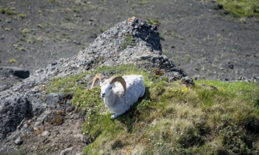 Dall sheep or Alaskan snow sheep (Ovis dalli) sitting on a rocky outcrop in the mountains, Denali