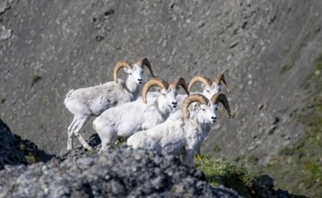Dall sheep or Alaskan snow sheep (Ovis dalli) on a rocky outcrop in the mountains, Denali National