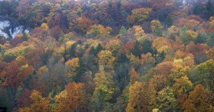 Mixed autumn forest, Franconian Switzerland, Egloffstein, Upper Franconia, Bavaria, Germany