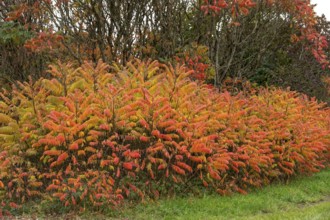 Vinegar trees (Rhus typhina) in their autumn colours, Franconia, Bavaria, Germany