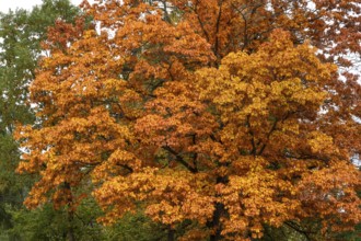 Oak tree (Quercus) in its autumn colours, Franconia, Bavaria, Germany