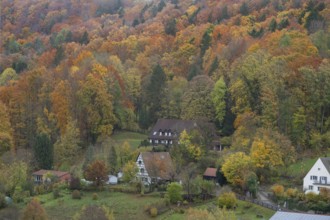 Herbstlicher Mischwald, Egloffstein, Upper Franconia, Bavaria, Germany
