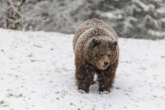 A Eurasian brown bear (Ursus arctos arctos) runs across a snow-covered meadow in hilly terrain