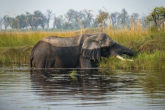 African elephant (Loxodonta africana) grazing in the swamp, Xakanaxa Lagoon, Okavango Delta, Moremi