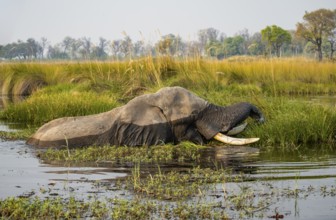 African elephant (Loxodonta africana) swimming in the swamp, grazing, Xakanaxa Lagoon, Okavango