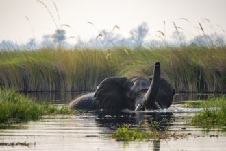 African elephant (Loxodonta africana) swimming in the swamp, trunk raised, Xakanaxa Lagoon,