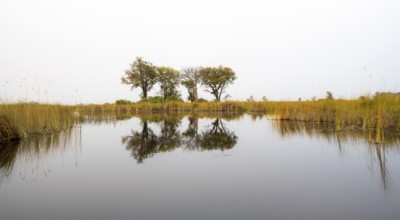 Marsh Landscape with Reeds and Lake, Xakanaxa Lagoon, Okavango Delta, Moremi Game Reserve, Botswana