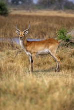 Letschwe or lychee moor antelope (Kobus leche), adult male, Xakanaxa, Okavango Delta, Moremi Game