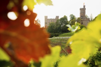 Castle and autumnal vineyards, Ortenberg Castle, Ortenberg, Kinzigtal, Ortenau, Black Forest,