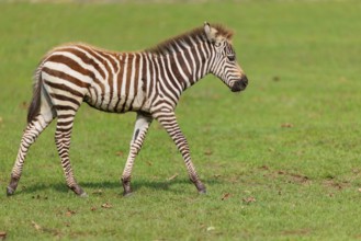 A Grant's zebra foal (Equus quagga boehmi) runs across a green meadow on a sunny day. East Africa