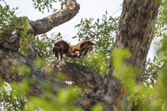 Black-capped vulture (Necrsoyrtes monachus) sitting on a branch, Xakanaxa, Okavango Delta, Moremi