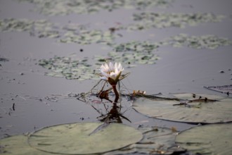 Flowering water lily (Nymphaea) in the water, Xakanaxa Lagoon, Okavango Delta, Moremi Game Reserve,