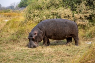 Hippopotamus (Hippopatamus amphibius), grazing in a meadow, Okavango Delta, Moremi Game Reserve,
