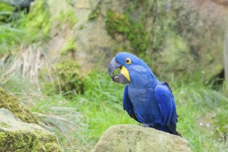 A hyacinth macaw (Anodorhynchus hyacinthinus) sits on a rock lying on a green meadow. Central and