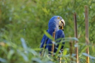 A hyacinth macaw (Anodorhynchus hyacinthinus) sits in dense green vegetation and nibbles on dry