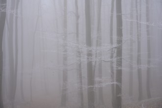 Fog and hoarfrost in the forest, Hoher Lindkogel, Lower Austria, Austria
