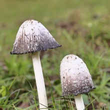 Crested tintling (Coprinus comatus), at the edge of the forest, fruiting body with cap, close-up,