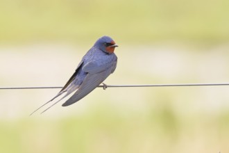 Barn Swallow (Hirundo rustica) sitting on a pasture fence, wildlife, animals, birds, swallows,