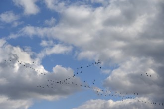 Wild geese (Anser anser) flying in formation under rain clouds (Nimbostratus) at the Darß,
