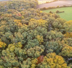 Aerial view of fields and autumn forest on Grossauer Höhe, Berndorf, Lower Austria, Austria