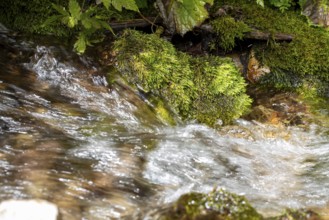Clear mountain stream, moss-covered stones, Zgornje Jezersko mountaineering village, Slovenia