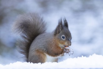 Red squirrel (Sciurus vulgaris) adult animal feeding on a hazel nut in snow in winter, England,