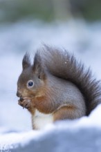 Red squirrel (Sciurus vulgaris) adult animal eating a nut in snow in winter, England, United