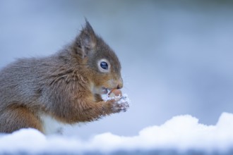 Red squirrel (Sciurus vulgaris) adult animal eating a hazel nut in snow in winter, England, United