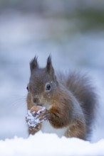 Red squirrel (Sciurus vulgaris) adult animal feeding on a hazel nut in snow in winter, England,
