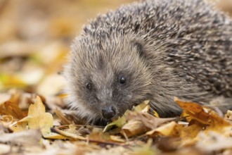 European hedgehog (Erinaceus europaeus) adult animal on fallen autumn leaves, England, United
