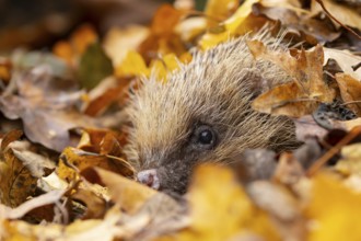 European hedgehog (Erinaceus europaeus) adult animal emerging from fallen autumn leaves, England,
