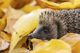 European hedgehog (Erinaceus europaeus) adult animal amongst fallen autumn leaves, England, United