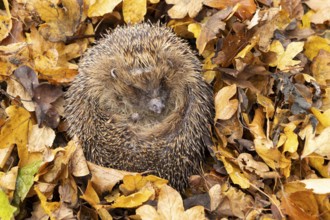 European hedgehog (Erinaceus europaeus) adult animal sleeping on fallen autumn leaves, England,
