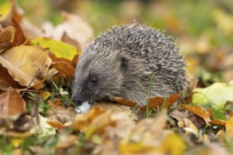 European hedgehog (Erinaceus europaeus) adult animal on fallen autumn leaves on a garden grass