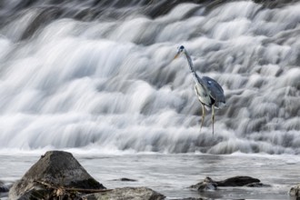 A grey heron (Ardea cinerea) stands next to rocks at the waterfall, surrounded by flowing water, in