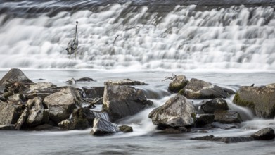 A grey heron (Ardea cinerea) stands at the waterfall in a rocky environment in the weir of Marburg