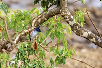 Exotic bird on a tree branch with green leaves against a soft background, Indian paradise