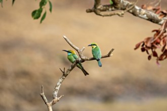 Two green birds sitting next to each other on a branch in a natural environment, Asian green